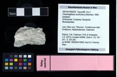 NHMW-GEO-2007z0149-0303_Ol_01.tifCracensigillatus acutirostrus (Moericke, 1889)  (NHMW-GEO-2007z0149-0303)